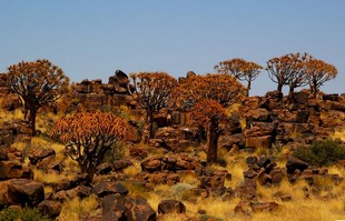 100 Namibia Okt 2006 .JPG